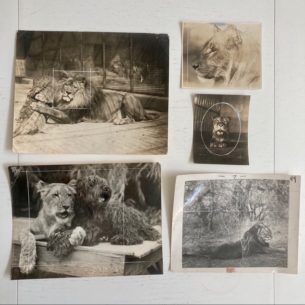 Lot of 5 Vintage Nature Magazine Press Photos 1927
